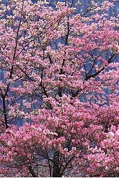 《守望先锋》2021夏季运动会活动预告 7月21日开启